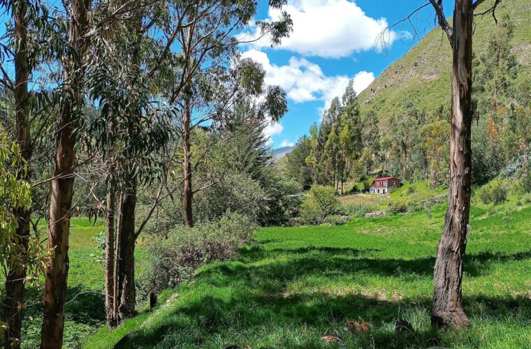 Entorno natural de Huancavelica: cabaña rodeada de bosque y un impresionante cielo celeste